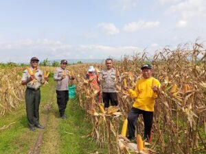 Polsek Kanor Pendampingan Terhadap Petani Jagung Saat Panen