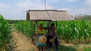 Bhabinkamtibmas Polsek Bubulan Sambang Dialogis Dengan Petani Jagung