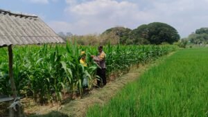Sambang Dan Dialogis Bhabinkamtibmas Polsek Bubulan Berikan Motovasi Kepada Petani Jagung
